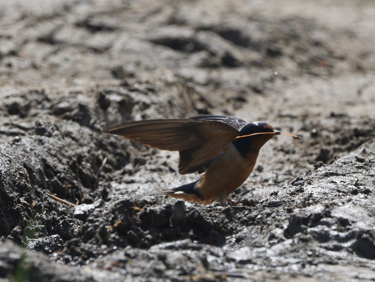 Barn Swallow - ML457603801