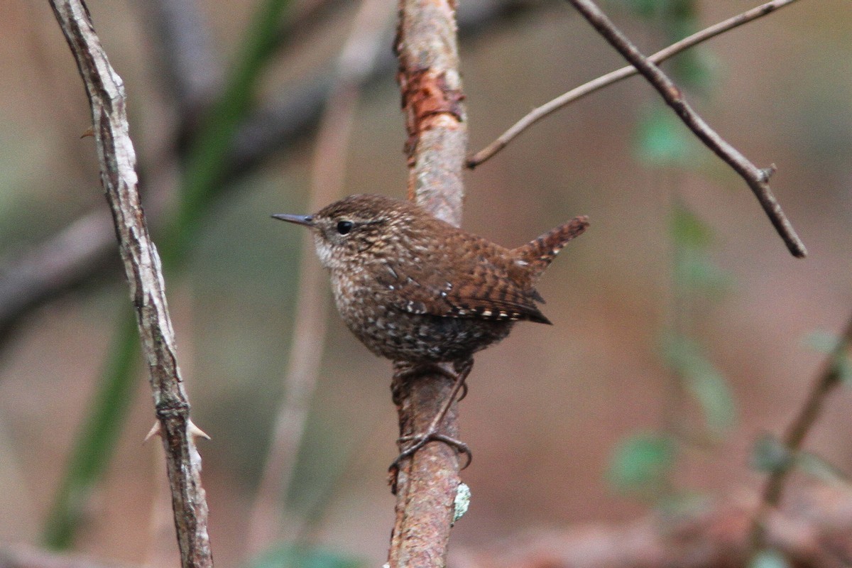 Winter Wren - ML45760451