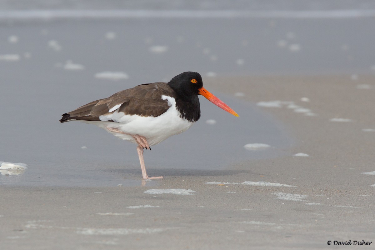 American Oystercatcher - David Disher
