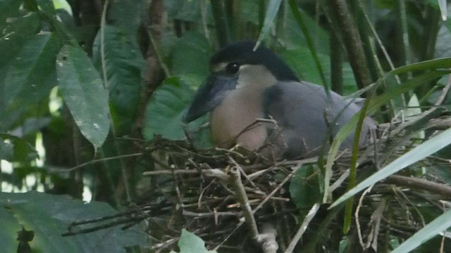 Boat-billed Heron - ML457605871