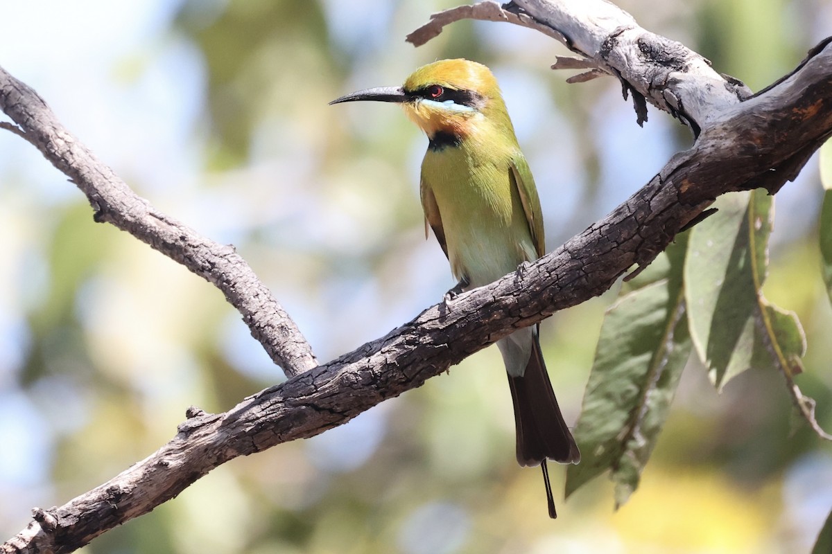 Rainbow Bee-eater - Andrew William