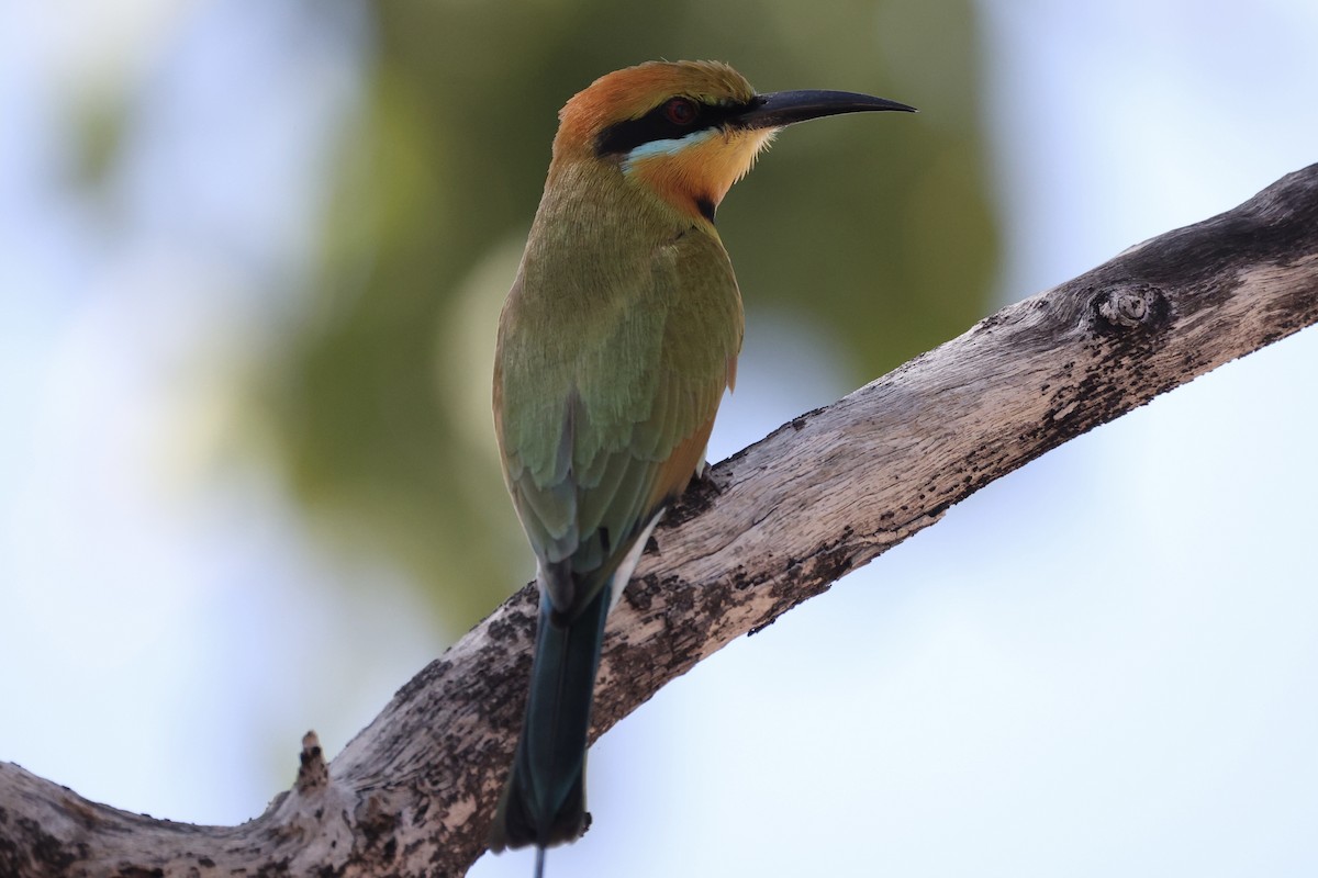 Rainbow Bee-eater - Andrew William