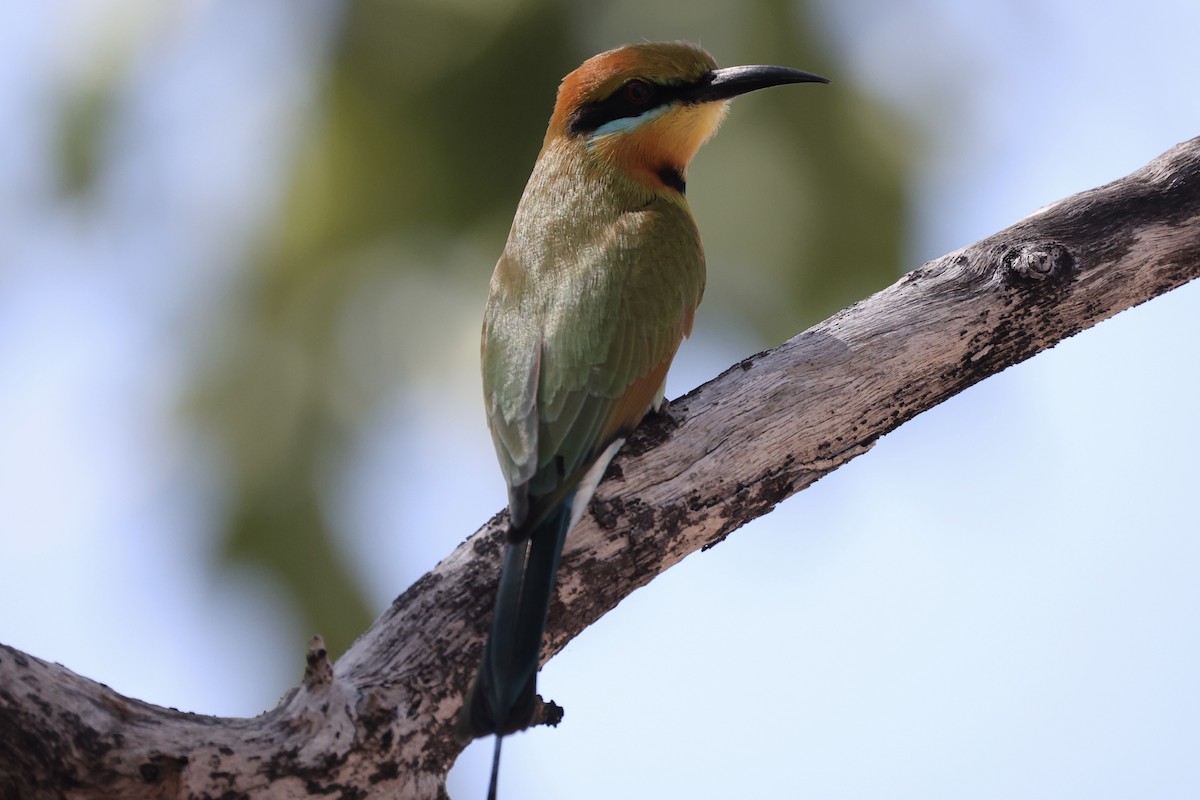 Rainbow Bee-eater - ML457606061