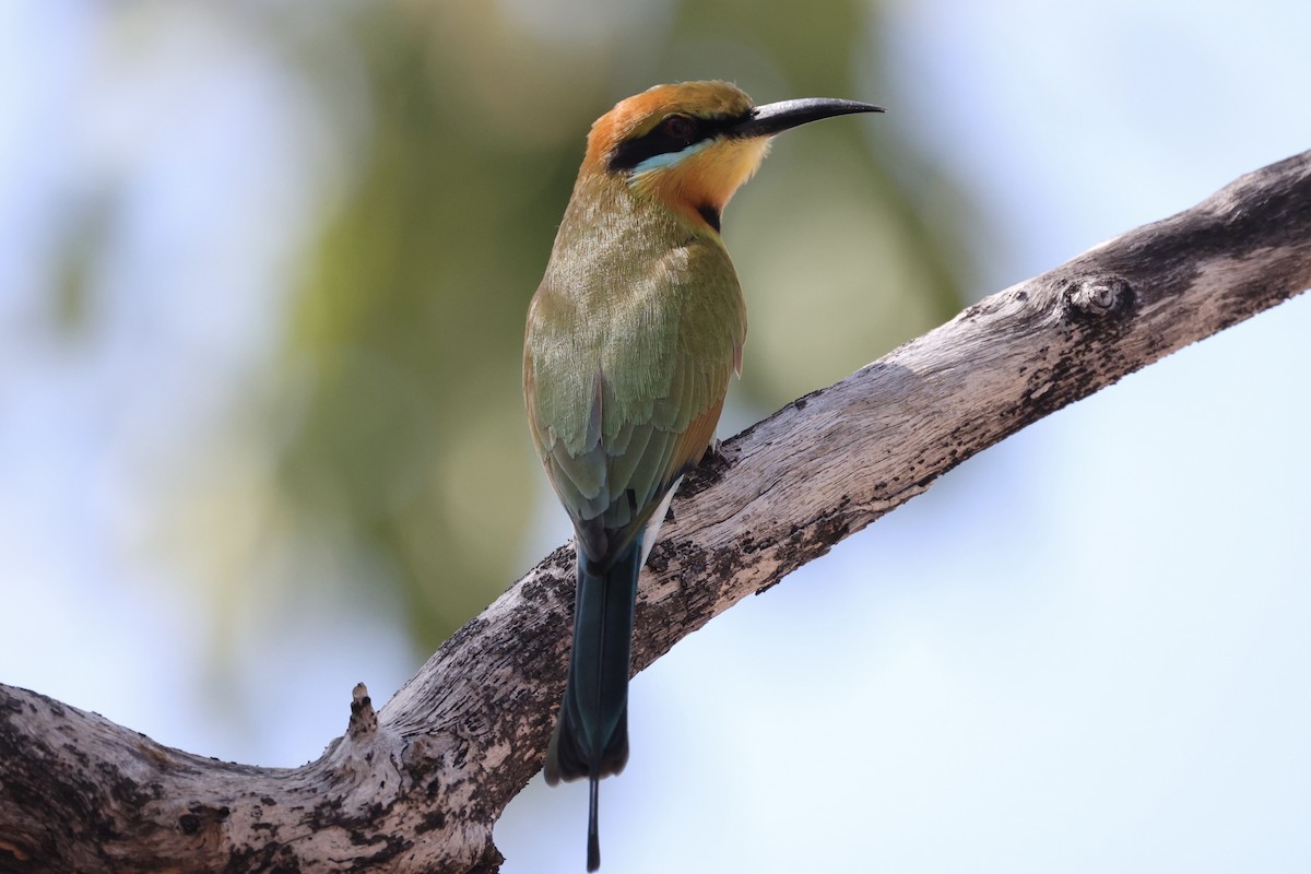 Rainbow Bee-eater - Andrew William