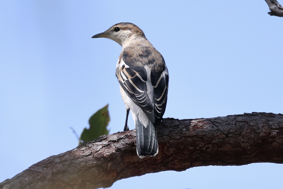 White-winged Triller - Andrew William