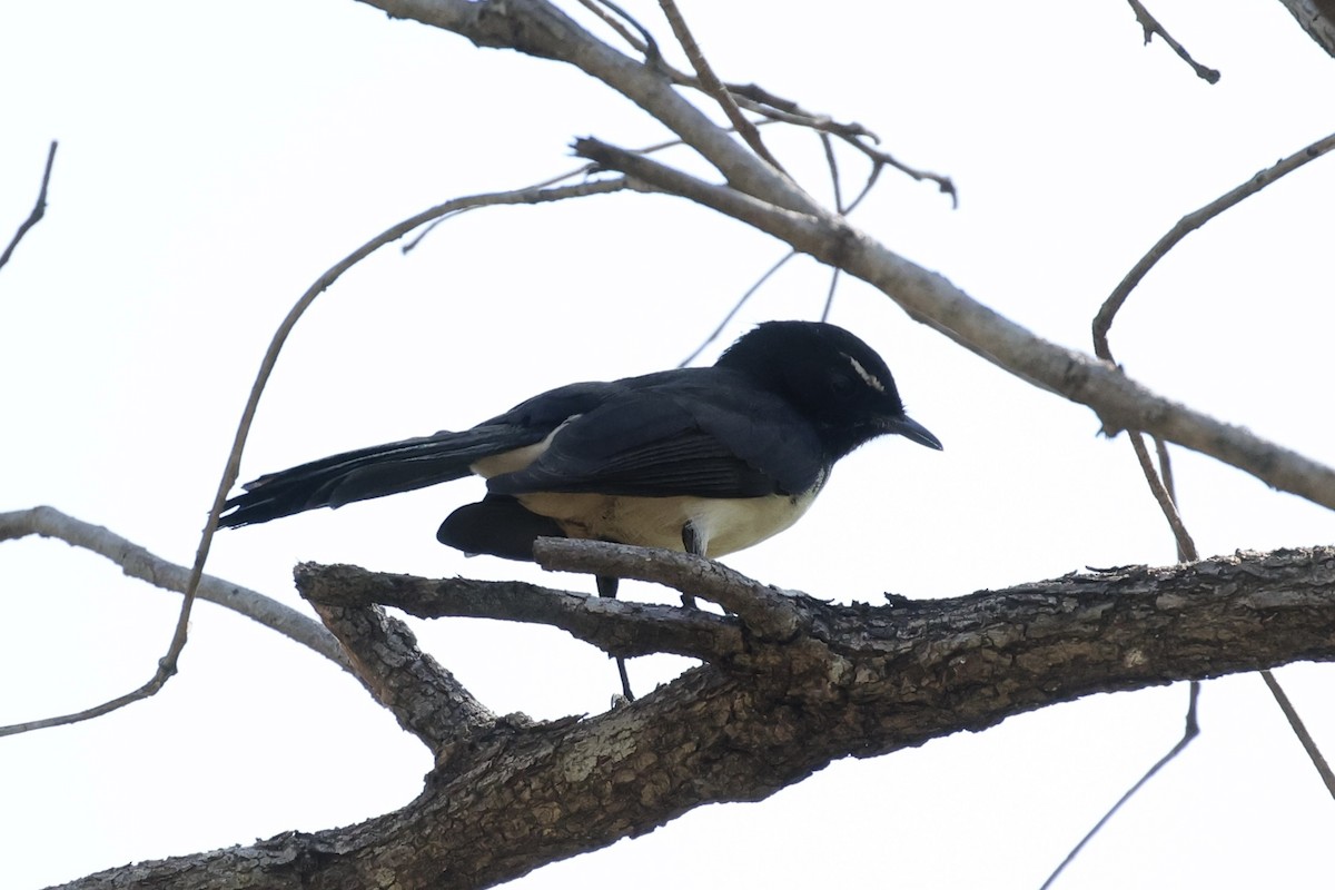 Willie-wagtail - Andrew William