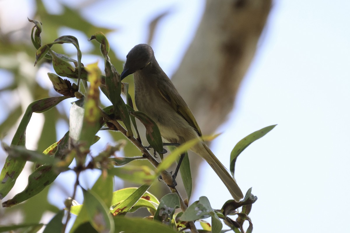 Brown Honeyeater - ML457606811