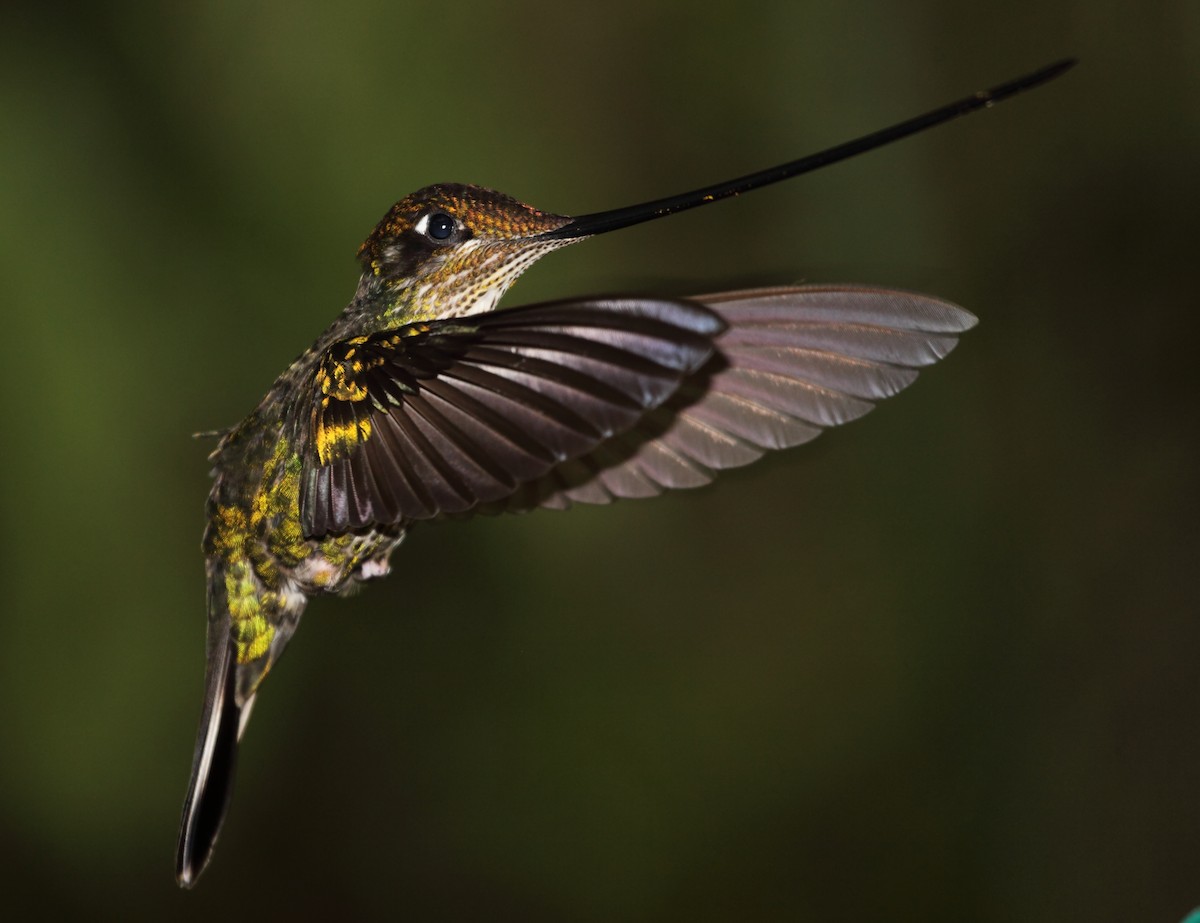 Sword-billed Hummingbird - Nigel Voaden