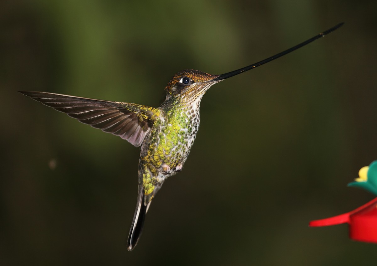 Sword-billed Hummingbird - ML45760791