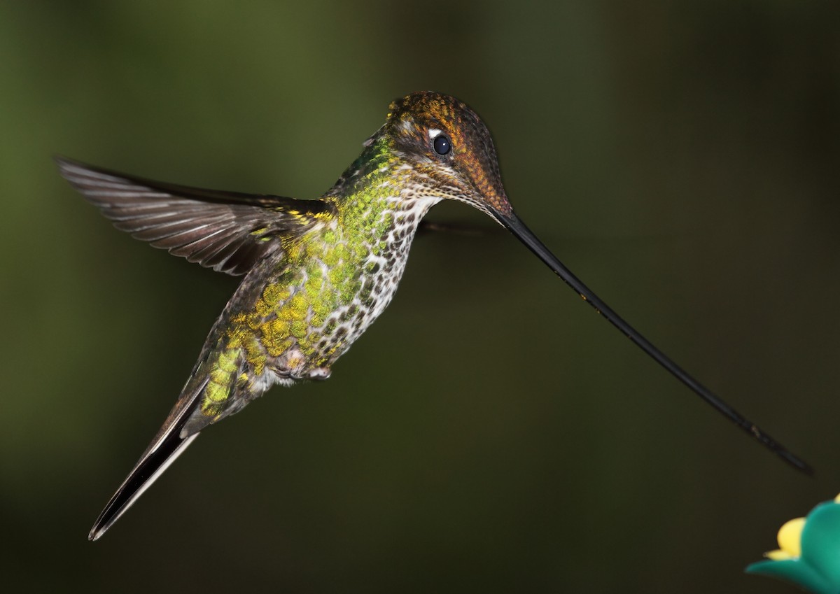 Sword-billed Hummingbird - ML45760801