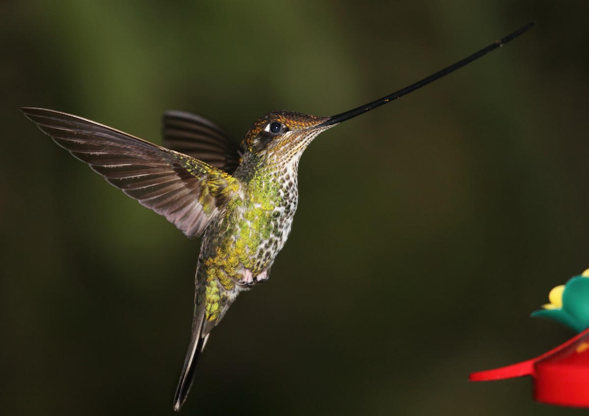 Sword-billed Hummingbird - ML45760821