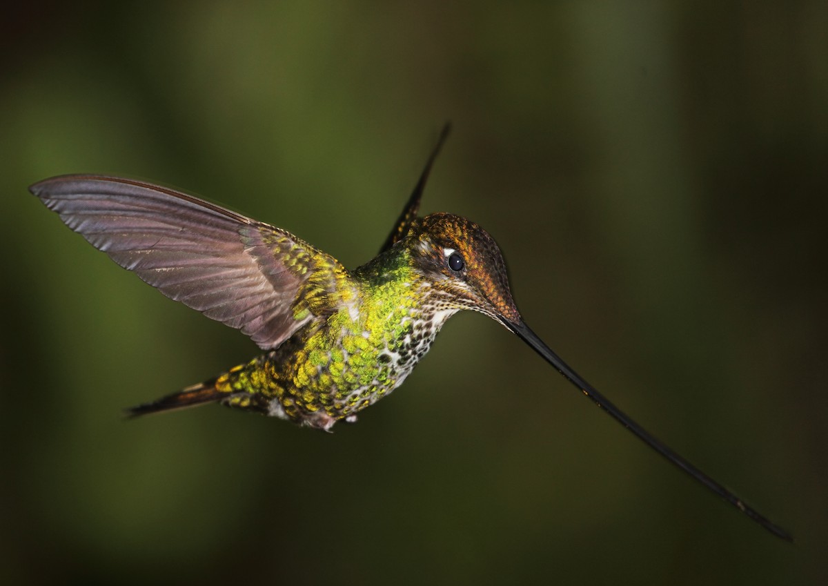 Sword-billed Hummingbird - ML45760831