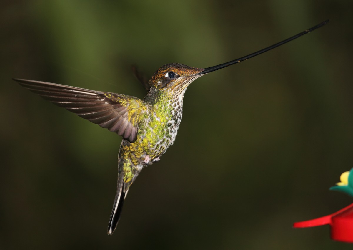 Sword-billed Hummingbird - ML45760841