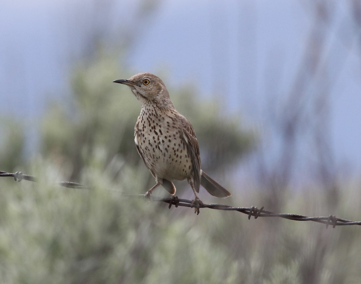 Sage Thrasher - ML457608731