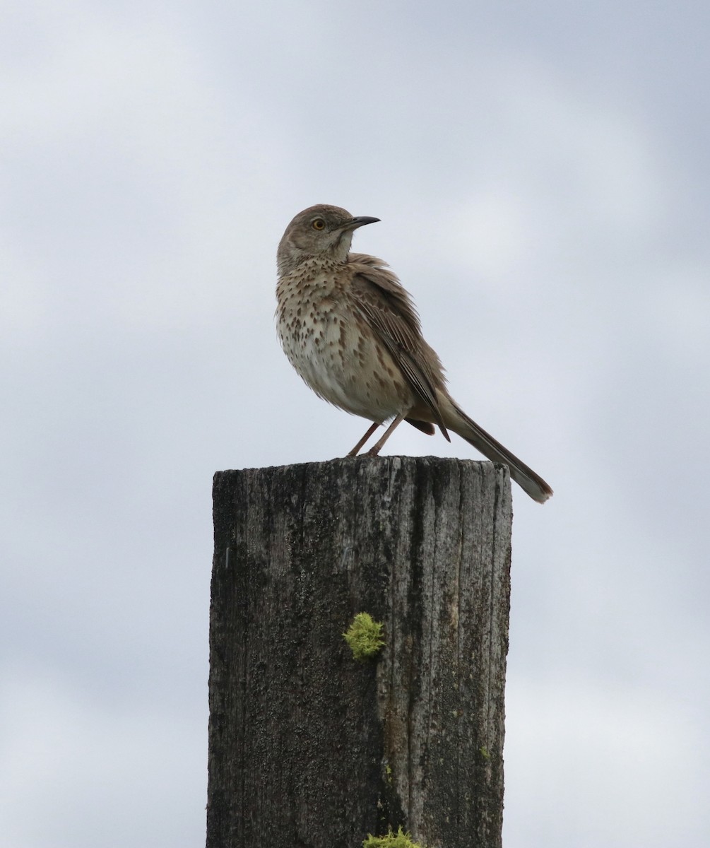 Sage Thrasher - ML457608741