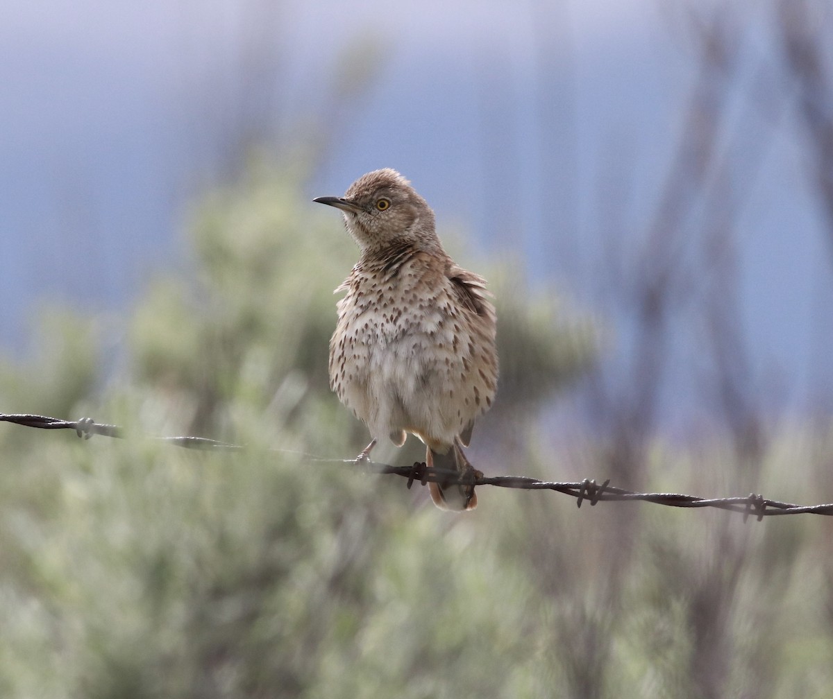 Sage Thrasher - ML457608751