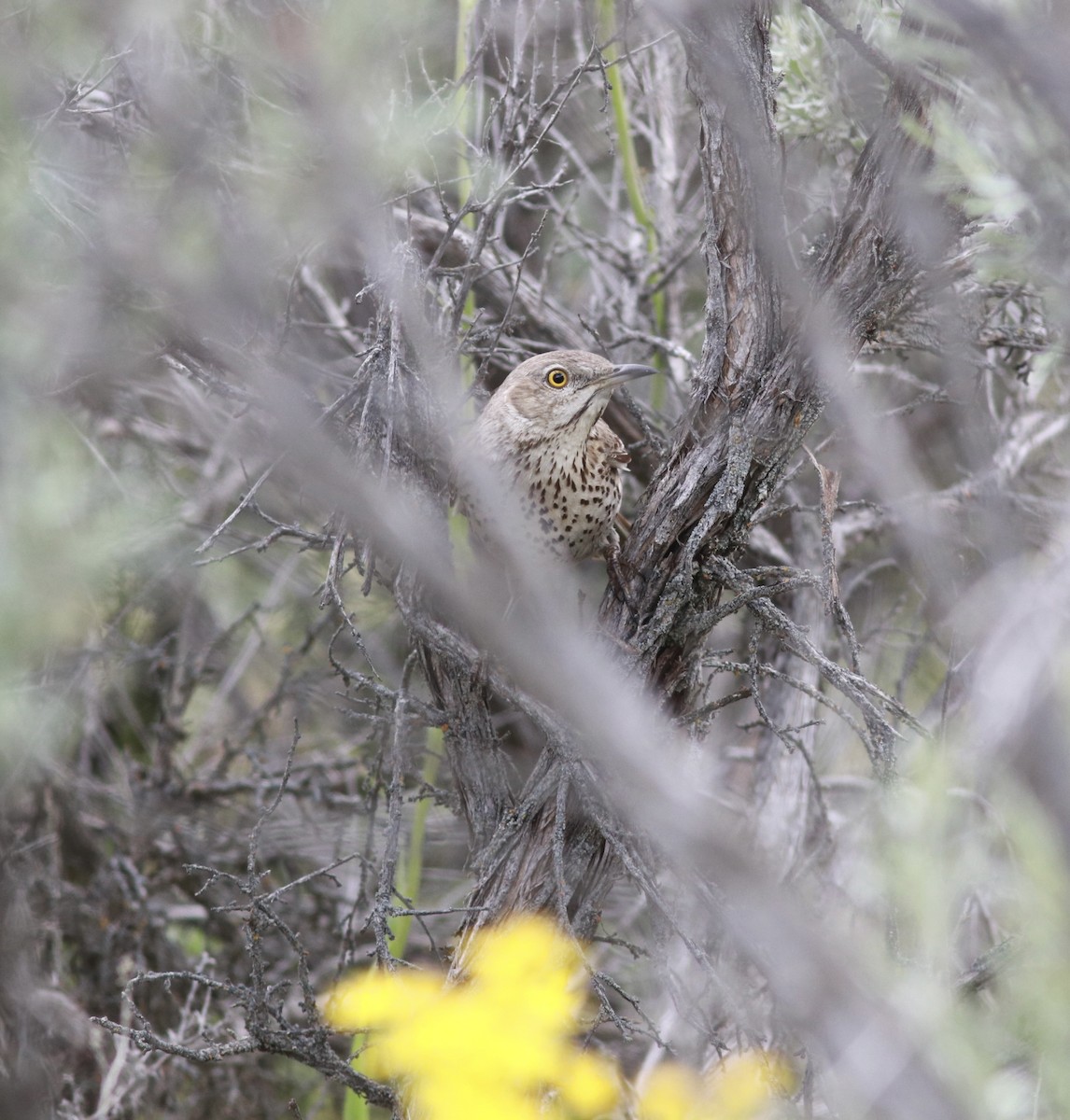 Sage Thrasher - ML457608761