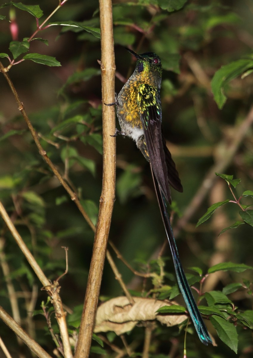 Long-tailed Sylph - ML45760911