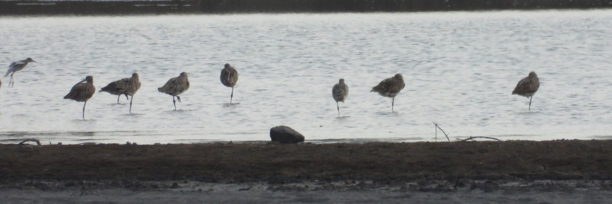 Eurasian Curlew - ML457609211