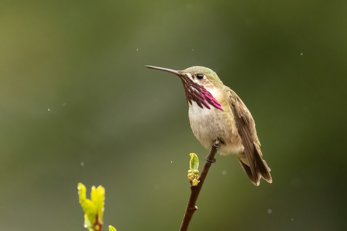 Calliope Hummingbird - Vinayak Hebbagil