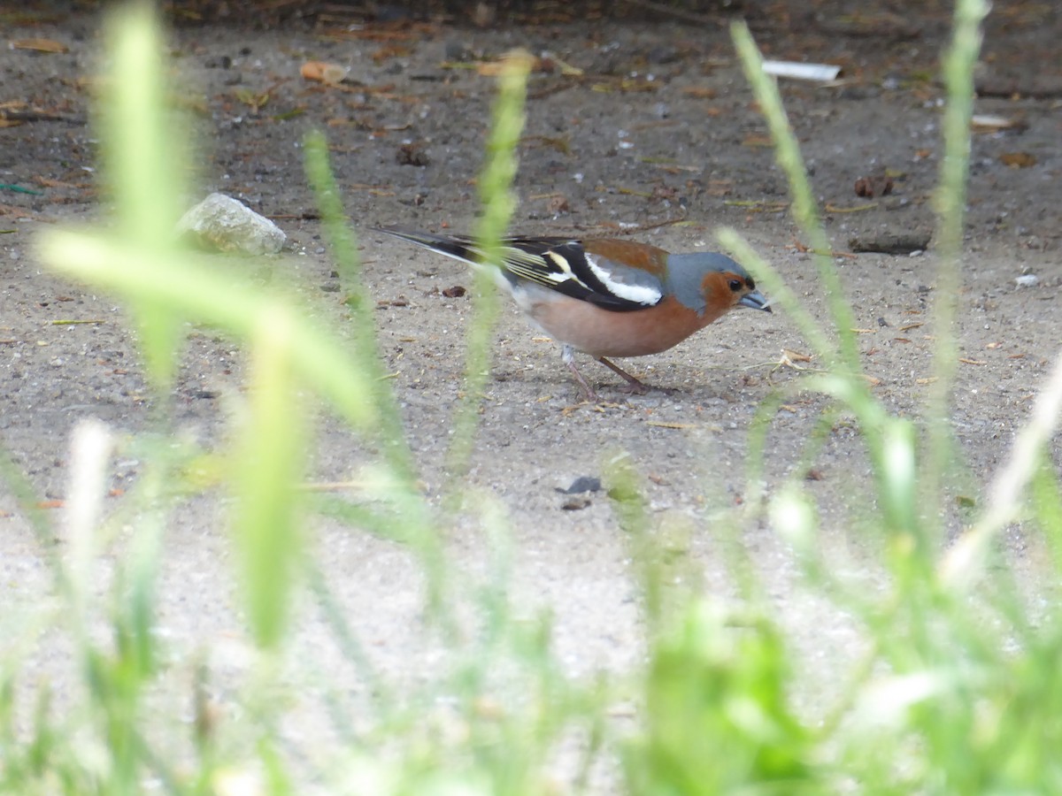 Common Chaffinch - Amaya Ruiz Ucar