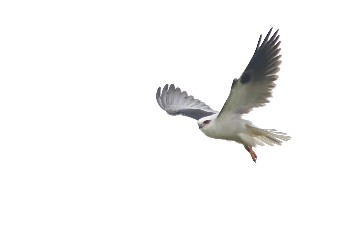Black-shouldered Kite - India I’Anson