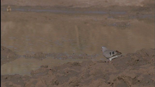 Emerald-spotted Wood-Dove - ML457612