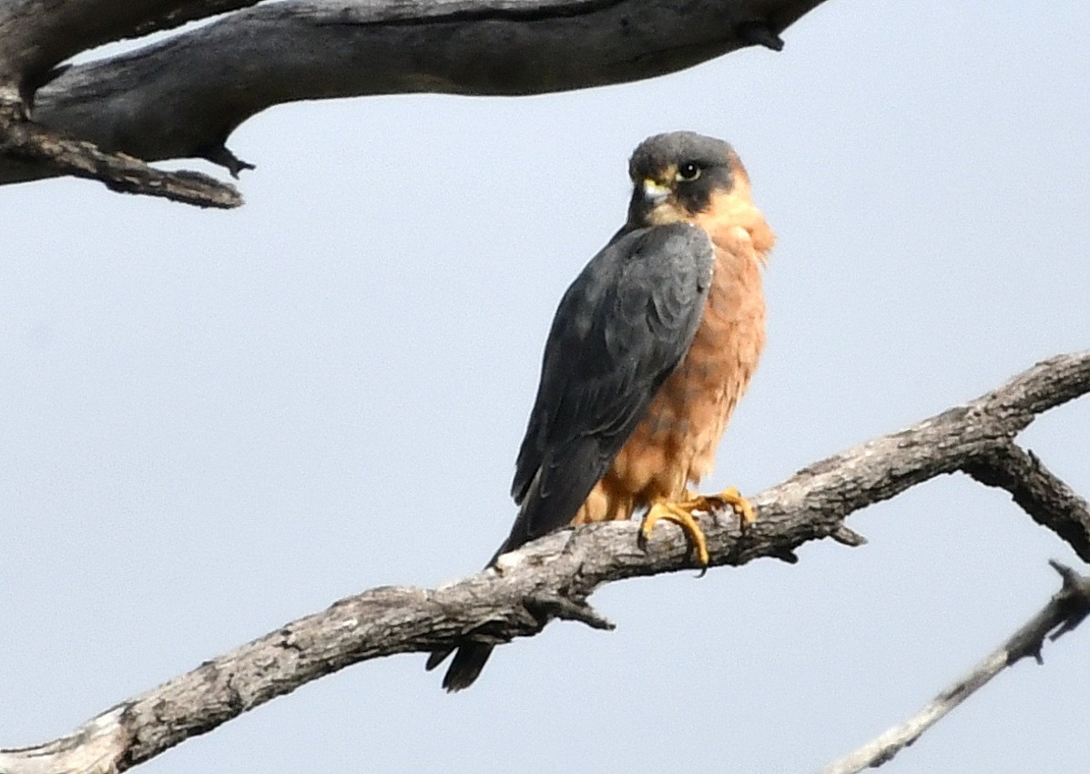 Australian Hobby - ML457612841