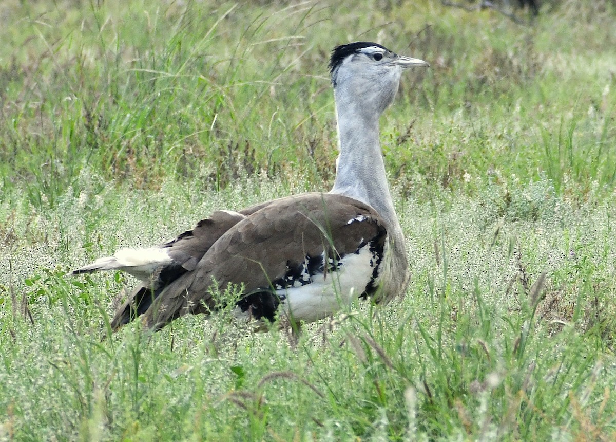 Australian Bustard - ML457612891