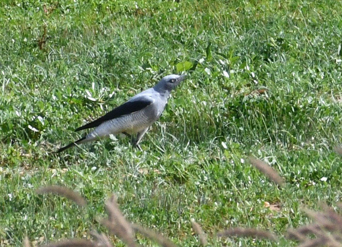 Ground Cuckooshrike - ML457613101