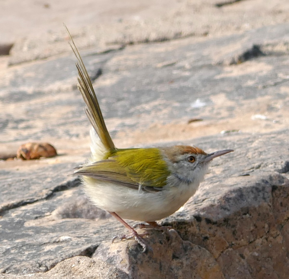 Common Tailorbird - ML457615141