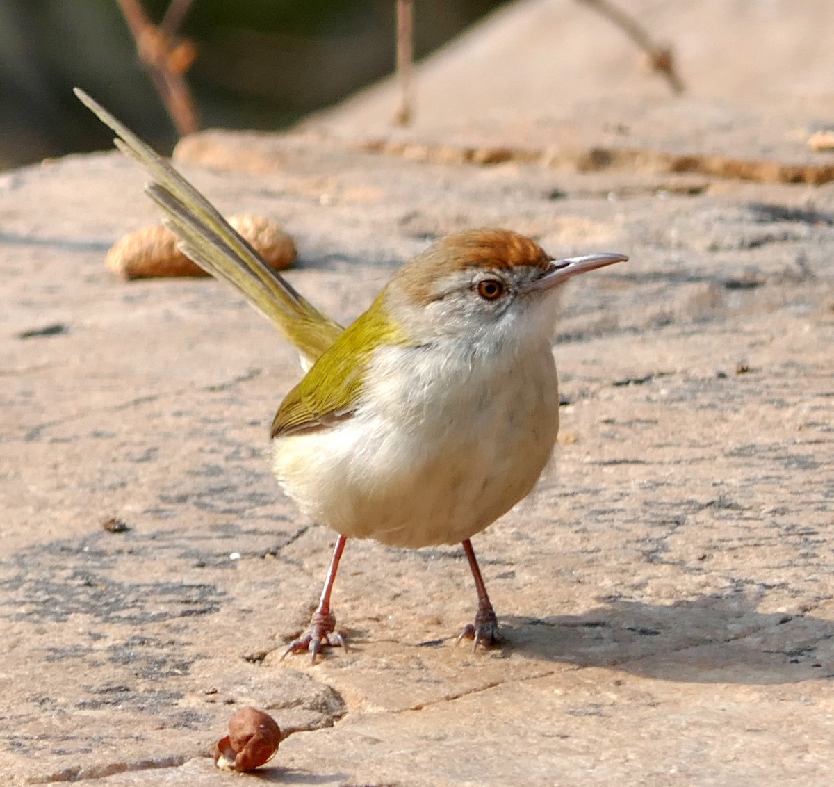 Common Tailorbird - ML457615151