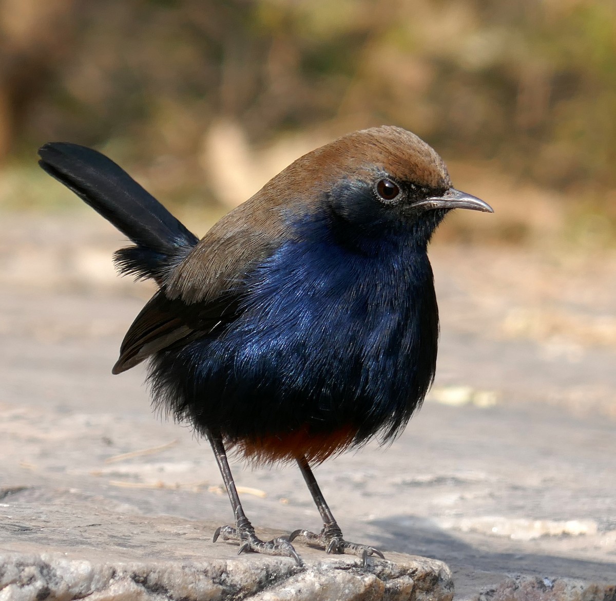 Indian Robin - ML457615181