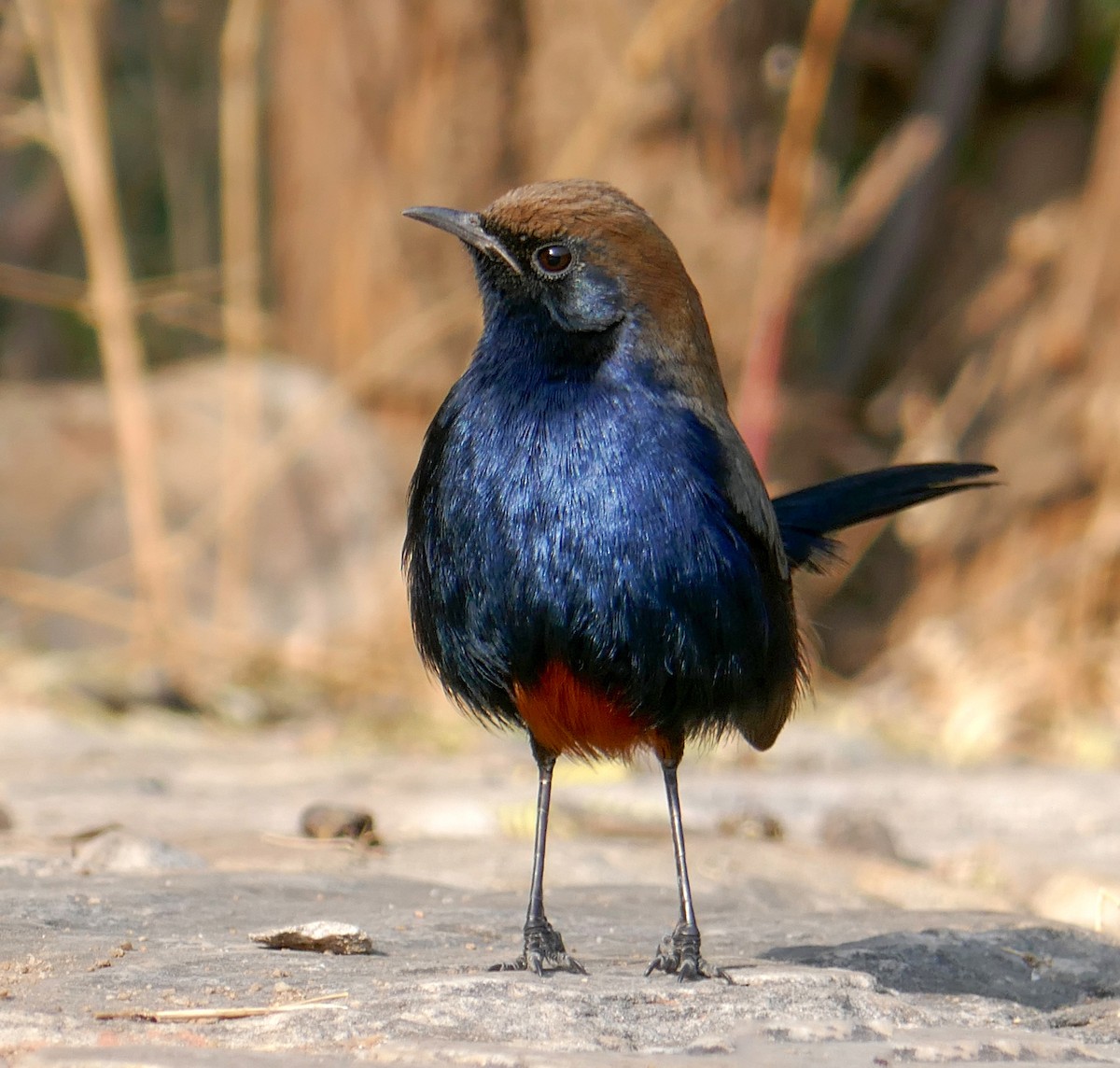 Indian Robin - ML457615191