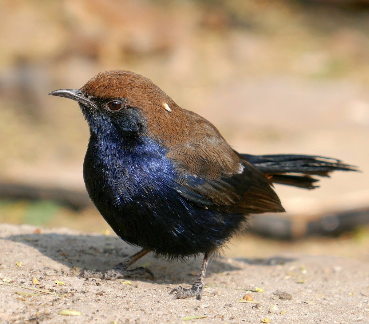 Indian Robin - ML457615221