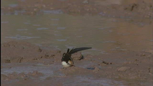Eastern Paradise-Whydah - ML457616