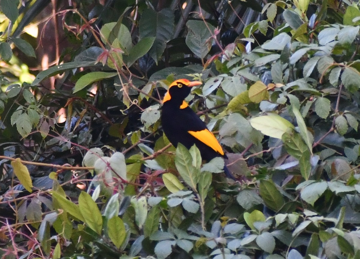 Regent Bowerbird - ML457616081