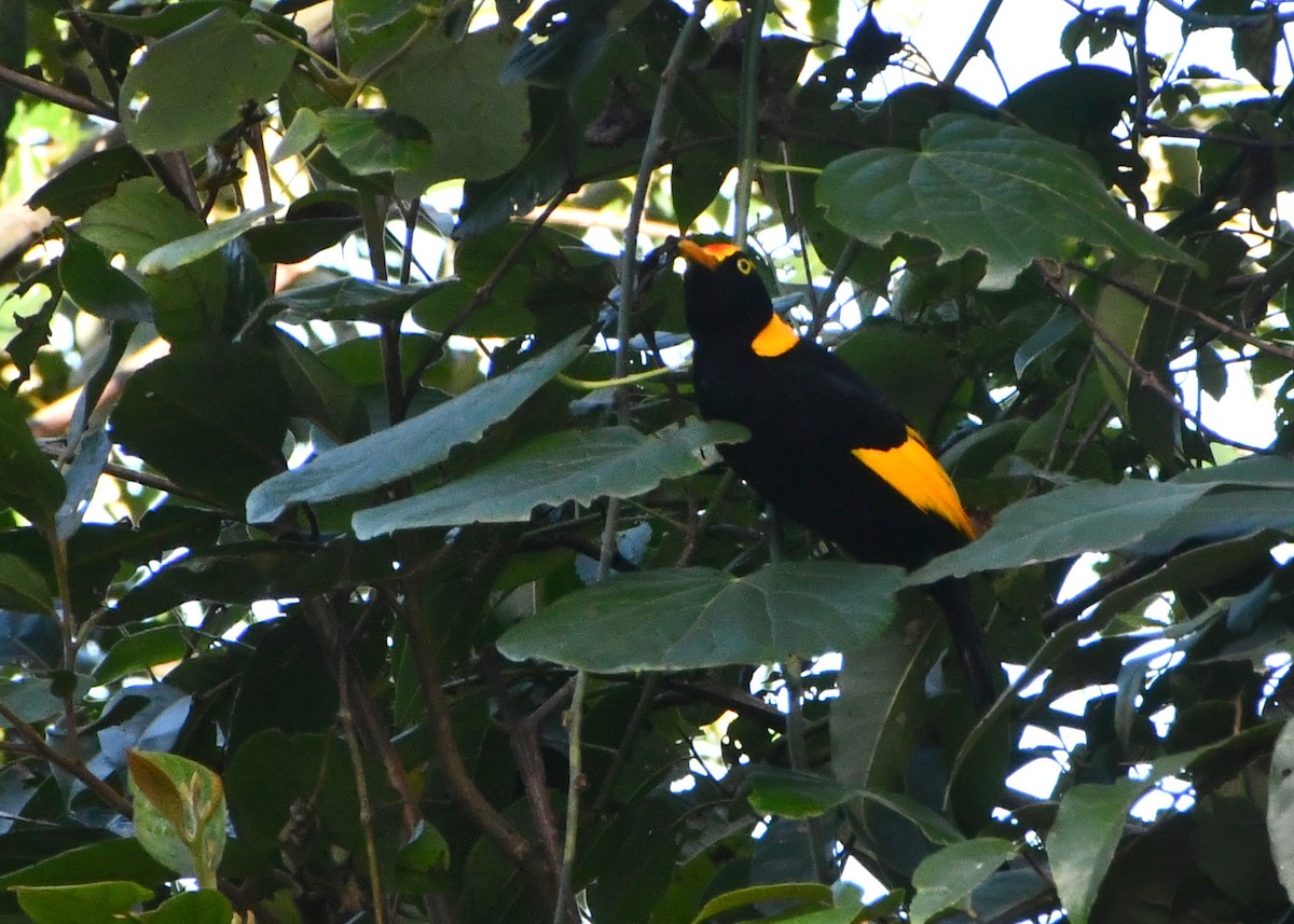 Regent Bowerbird - ML457616101