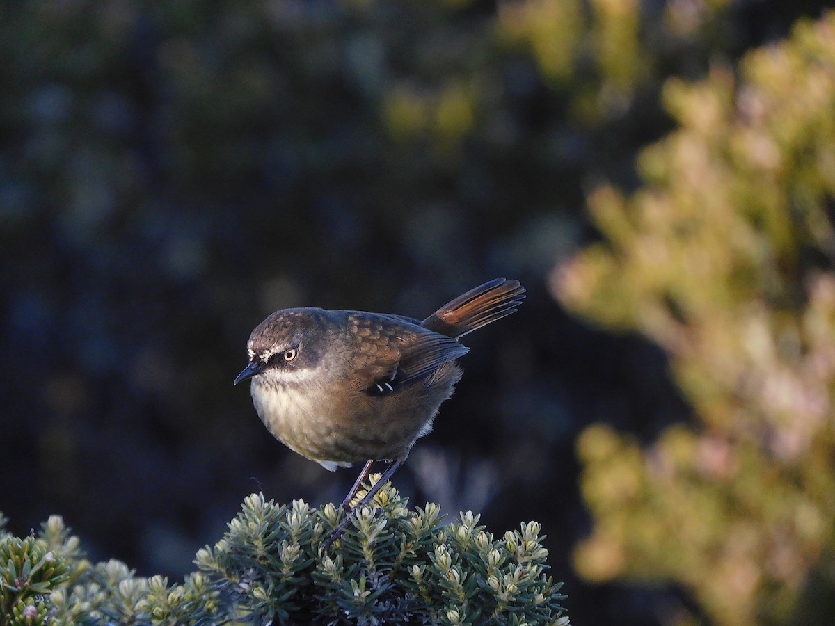 Tasmanian Scrubwren - ML457619021