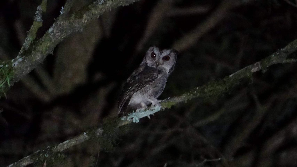 Collared Scops-Owl - ML457619331
