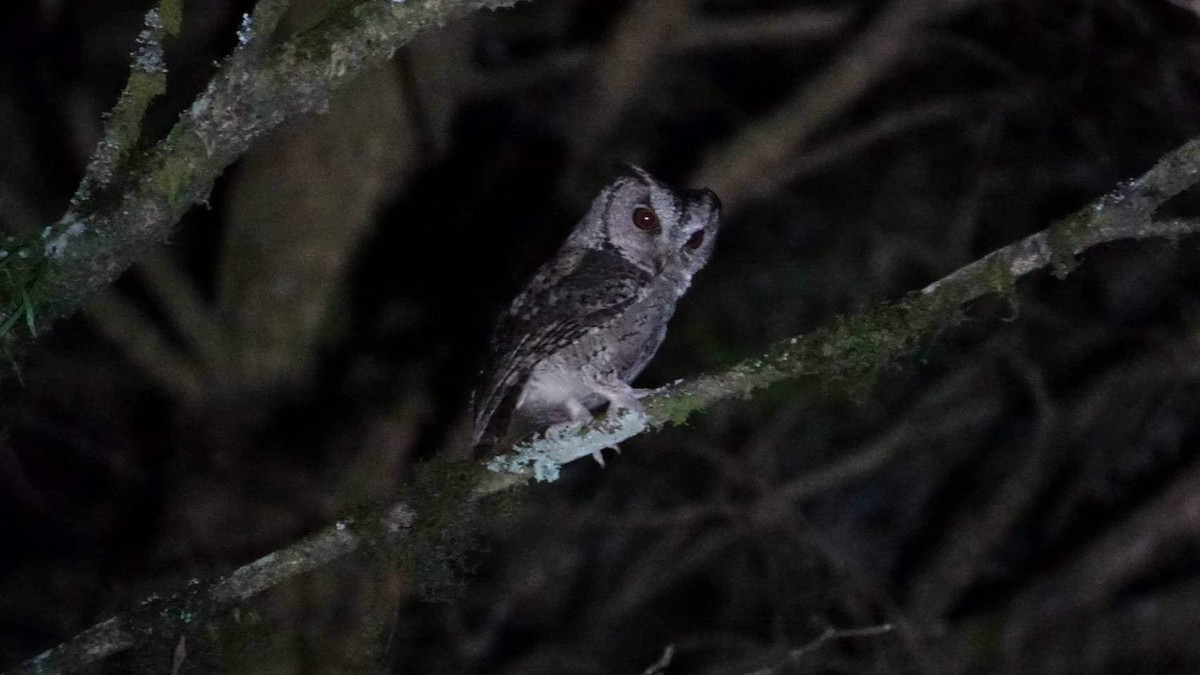Collared Scops-Owl - ML457619341