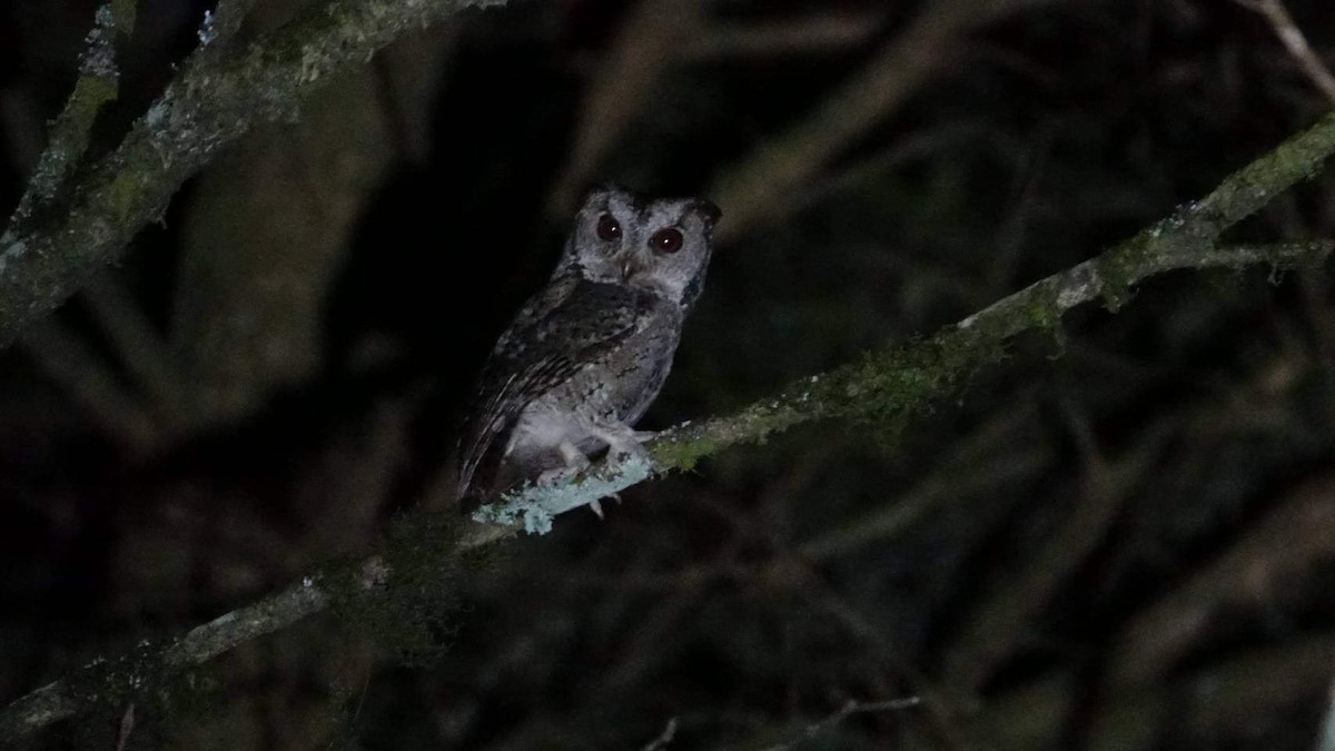 Collared Scops-Owl - ML457619351