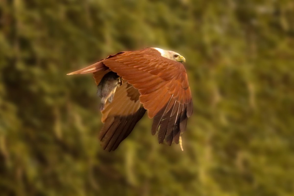 Brahminy Kite - ML457619431