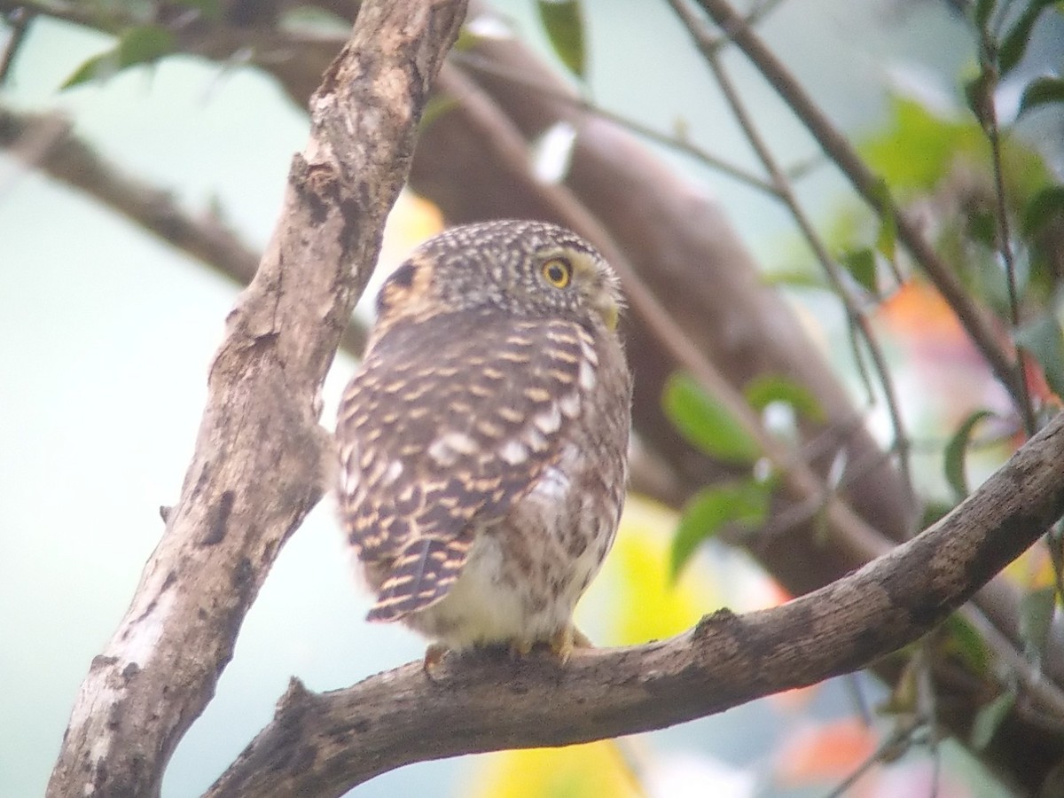Collared Owlet - ML457619661