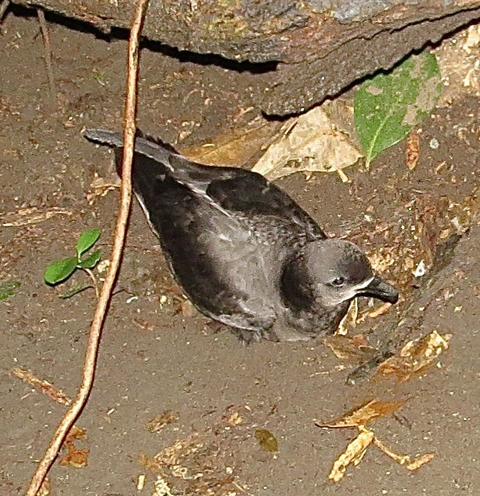 Gray-faced Petrel - ML457620191