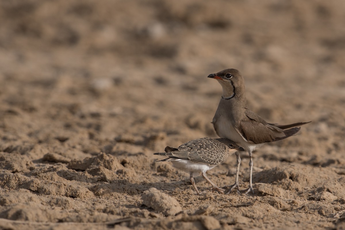 Collared Pratincole - Salma Al Suwaidi