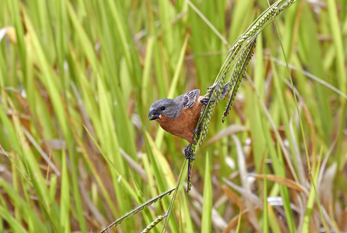 Ruddy-breasted Seedeater - ML457621861