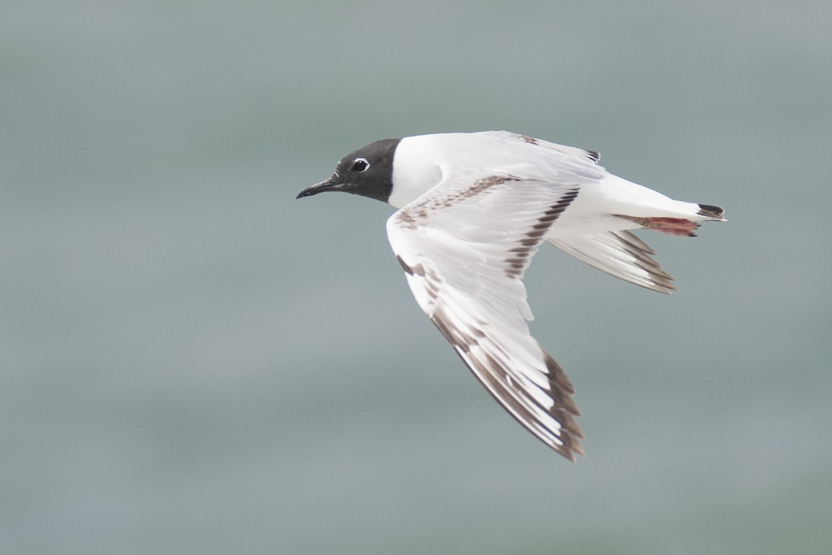 Bonaparte's Gull - Brandon Holden