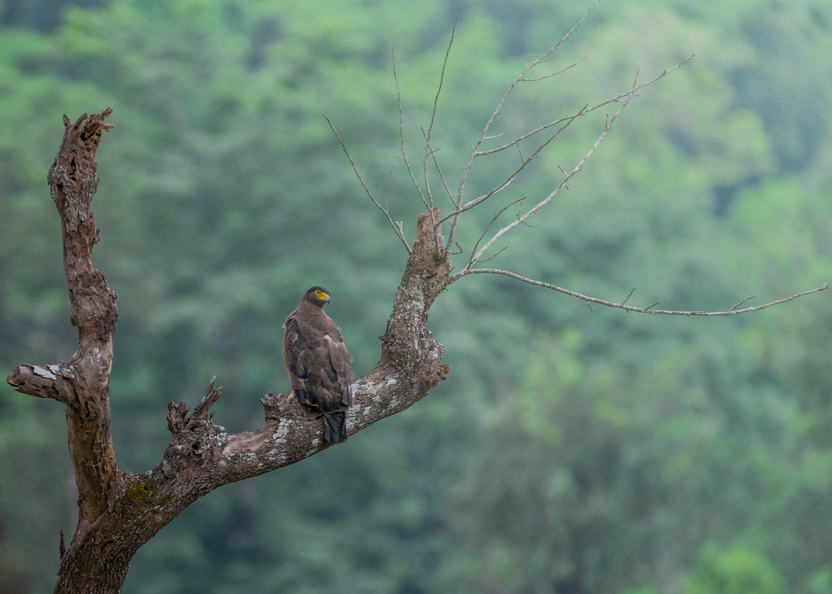 Crested Serpent-Eagle - ML457622881