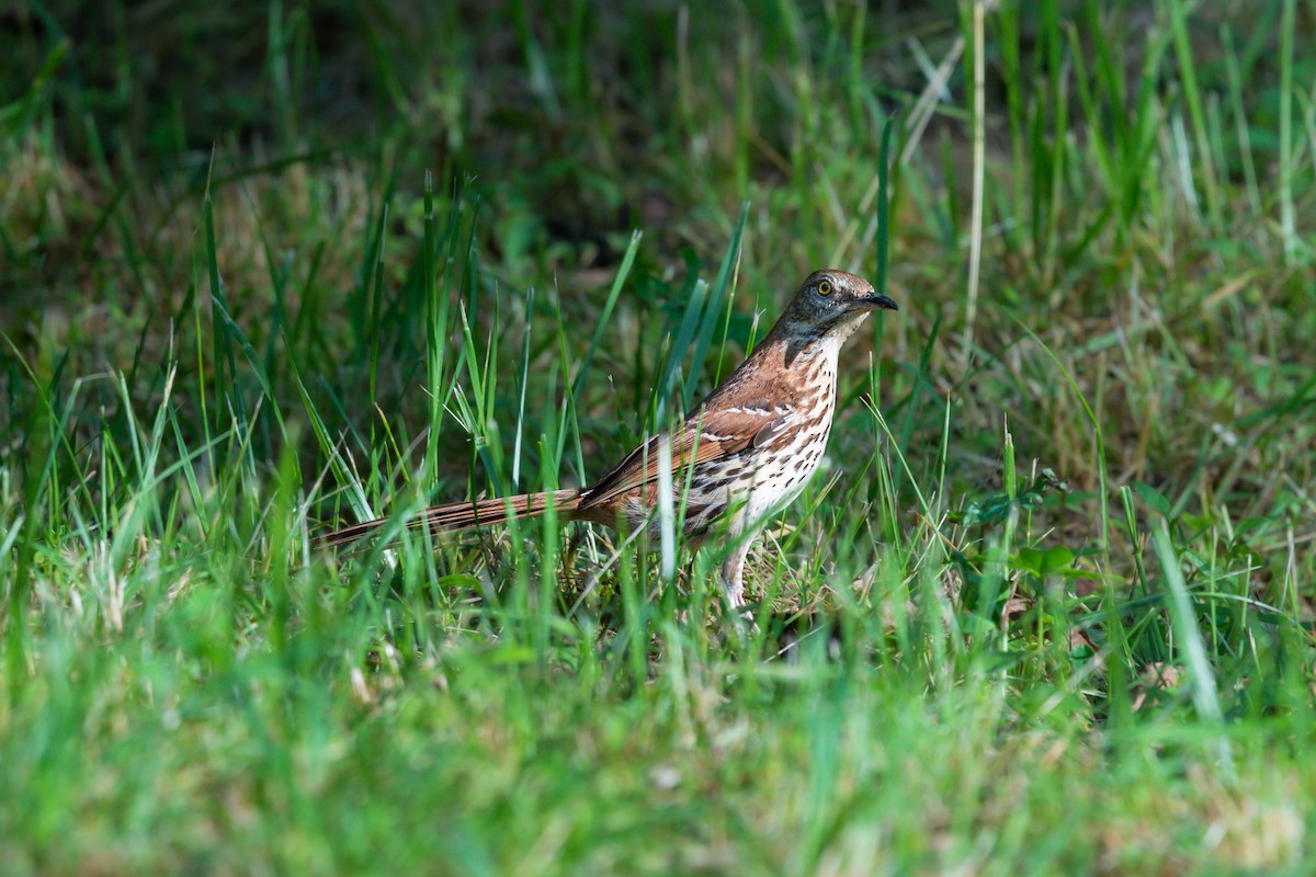 Brown Thrasher - ML457624861